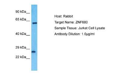 Western Blot: ZNF680 Antibody [NBP2-82383]