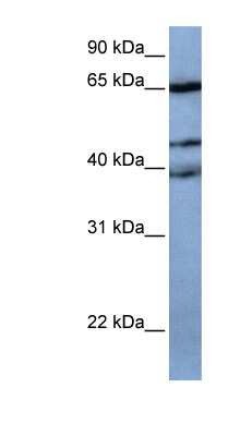 Western Blot: ZNF681 Antibody [NBP1-79463]