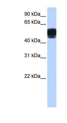 Western Blot: ZNF681 Antibody [NBP1-79464]