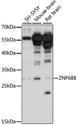 Western Blot: ZNF688 AntibodyAzide and BSA Free [NBP2-93300]