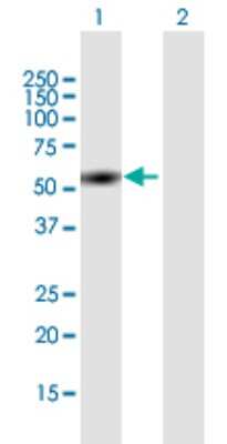 Western Blot: ZNF689 Antibody [H00115509-B01P]