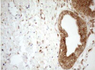 Immunohistochemistry-Paraffin: ZNF69 Antibody (OTI3C3) [NBP2-46455]