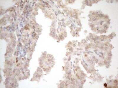 Immunohistochemistry-Paraffin: ZNF69 Antibody (OTI3C3) [NBP2-46455]