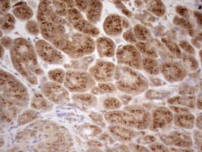 Immunohistochemistry-Paraffin: ZNF69 Antibody (OTI3C3) [NBP2-46455]