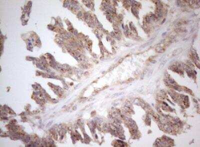 Immunohistochemistry-Paraffin: ZNF69 Antibody (OTI3C3) [NBP2-46455]