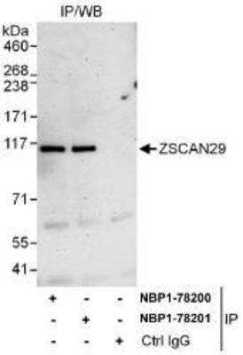 Immunoprecipitation: ZNF690 Antibody [NBP1-78200]