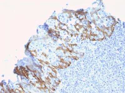 Immunohistochemistry-Paraffin: ZNF690 Antibody (ZSCAN29/2610) - Azide and BSA Free [NBP2-79881]