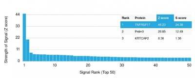 Protein Array: ZNF690 Antibody (ZSCAN29/2610) [NBP2-79746]