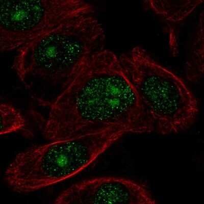 Immunocytochemistry/ Immunofluorescence: ZNF692 Antibody [NBP2-56800]