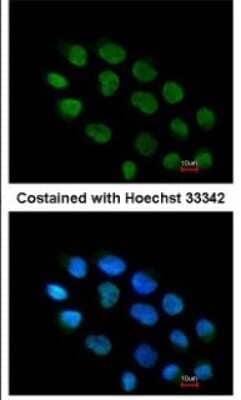 Immunocytochemistry/ Immunofluorescence: ZNF7 Antibody [NBP1-32386]