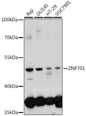 Western Blot: ZNF701 AntibodyAzide and BSA Free [NBP2-93883]