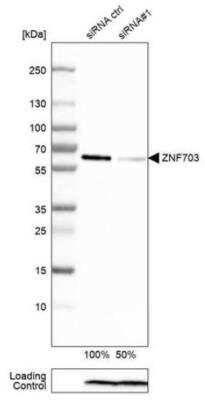 Western Blot: ZNF703 Antibody (CL0654) [NBP2-52940]