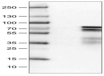 Western Blot: ZNF703 Antibody (CL0654) [NBP2-52940]