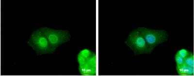 Immunocytochemistry/ Immunofluorescence: ZNF703 Antibody [NBP2-21043]