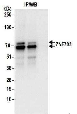 Immunoprecipitation: ZNF703 Antibody [NBP2-32138]
