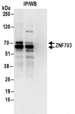 Immunoprecipitation: ZNF703 Antibody [NBP2-32139]