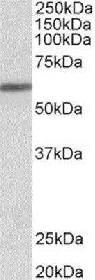 Western Blot: ZNF703 Antibody [NB100-2407]