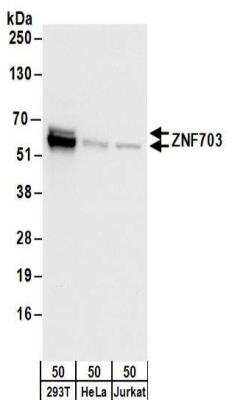 Western Blot: ZNF703 Antibody [NBP2-32138]