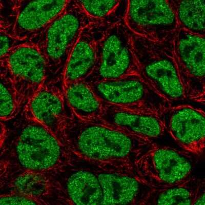 Immunocytochemistry/ Immunofluorescence: ZNF709 Antibody [NBP2-58248]