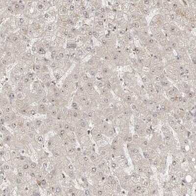 Immunohistochemistry-Paraffin: ZNF710 Antibody [NBP2-38156]