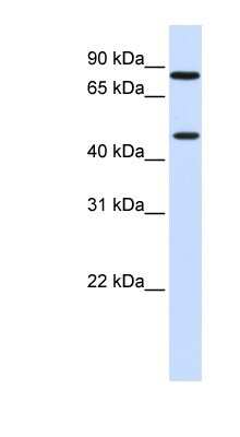 Western Blot: ZNF710 Antibody [NBP1-79434]