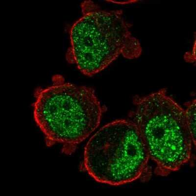 Immunocytochemistry/ Immunofluorescence: ZNF717 Antibody [NBP1-93434]