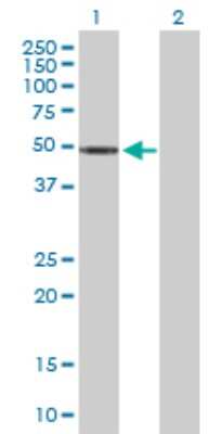 Western Blot: ZNF718 Antibody [H00255403-B01P]