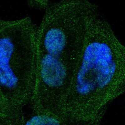 Immunocytochemistry/ Immunofluorescence: ZNF74 Antibody [NBP1-84401]