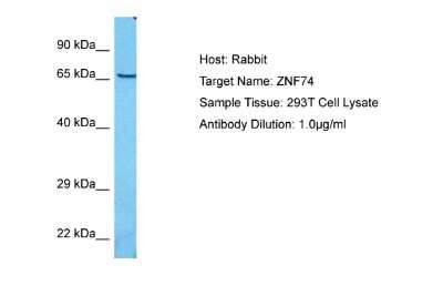 Western Blot: ZNF74 Antibody [NBP2-88732]