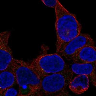 Immunocytochemistry/ Immunofluorescence: ZNF747 Antibody [NBP2-56030]