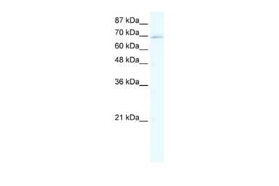 Western Blot: ZNF750 Antibody [NBP2-86556]