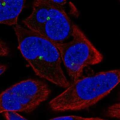 Immunocytochemistry/ Immunofluorescence: ZNF766 Antibody [NBP2-56347]