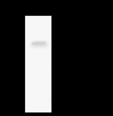 Immunoprecipitation: ZNF766 Antibody [NBP2-98465]