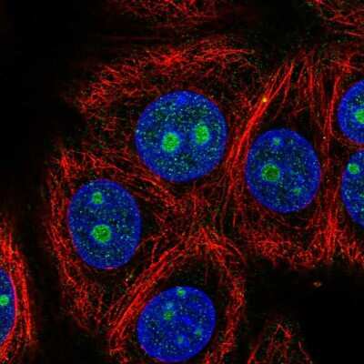 Immunocytochemistry/ Immunofluorescence: ZNF771 Antibody [NBP2-55801]