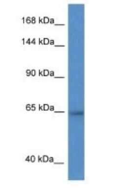 Western Blot: ZNF780A Antibody [NBP1-82379]