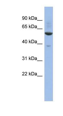 Western Blot: ZNF783 Antibody [NBP1-79346]