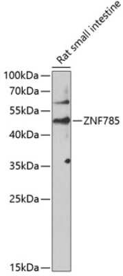 Western Blot: ZNF785 AntibodyBSA Free [NBP2-93091]