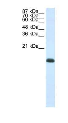 Western Blot: ZNF786 Antibody [NBP1-80405]