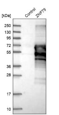 Western Blot: ZNF79 Antibody [NBP1-80872]