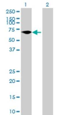 Western Blot: ZNF792 Antibody [H00126375-B01P]