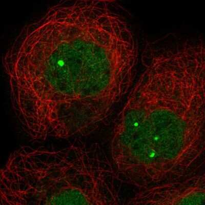 Immunocytochemistry/ Immunofluorescence: ZNF8 Antibody [NBP1-81755]