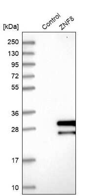 Western Blot: ZNF8 Antibody [NBP1-81755]