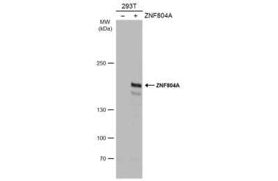 Western Blot: ZNF804A Antibody [NBP2-43681]