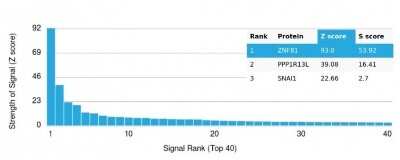 Protein Array: ZNF81 Antibody (PCRP-ZNF81-2C7)Azide and BSA Free [NBP3-14081]