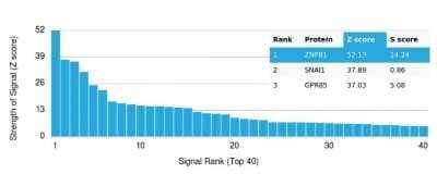 Protein Array: ZNF81 Antibody (PCRP-ZNF81-2G2)Azide and BSA Free [NBP3-14088]