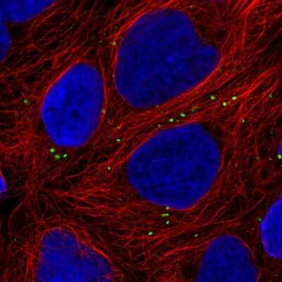 Immunocytochemistry/ Immunofluorescence: ZNF813 Antibody [NBP2-31638]