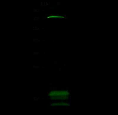 Western Blot: ZNF823 Antibody [NBP2-99212]