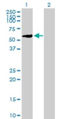 Western Blot: ZNF83 Antibody [H00055769-B01P]