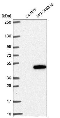 Western Blot: ZNF843 Antibody [NBP1-93468]