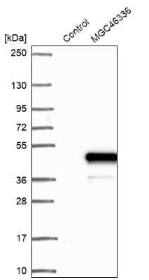 Western Blot: ZNF843 Antibody [NBP2-48599]